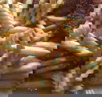 Fish Food with a Difference - Tourism Cairns