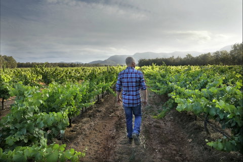 Thomas Wines - Tourism Cairns 2