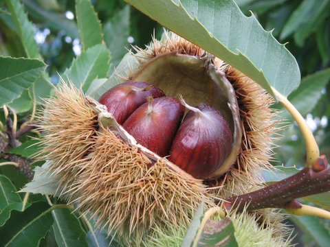 Tweenhills Chestnuts - Tourism Cairns 1