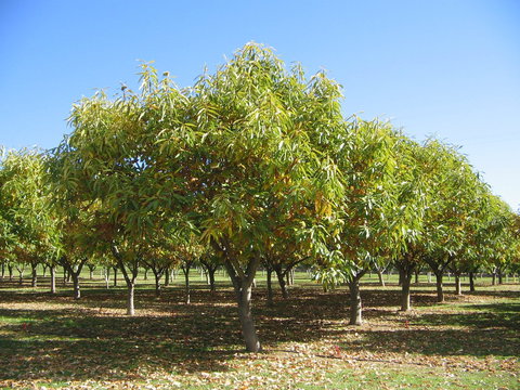 Tweenhills Chestnuts - Tourism Cairns 2