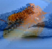 Le Sands Restaurant - Tourism Cairns