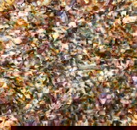 Mitch's Pizza  Pasta - Tourism Cairns