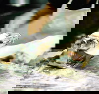 Vineyard Cafe - Tourism Cairns