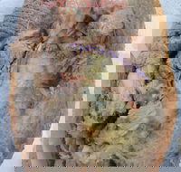 Roasts  Spuds - Tourism Cairns