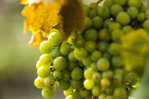 Affleck Vineyard - Tourism Cairns 0