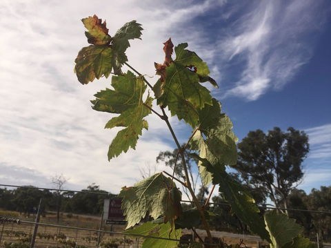 Banca Ridge Cellar Door And Vineyard - Tourism Cairns 0