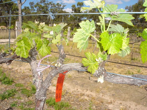 Banca Ridge Cellar Door And Vineyard - Tourism Cairns 1