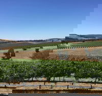 Peerick Vineyard and Winery - Tourism Cairns