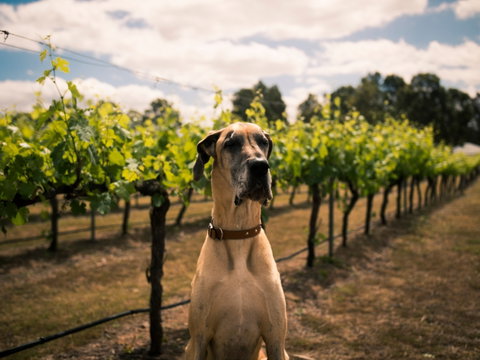 Oakvale Wines - Tourism Cairns 2