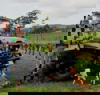 Brook Eden Vineyard - Tourism Cairns