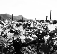 Ballabourneen Wine Co - Tourism Cairns