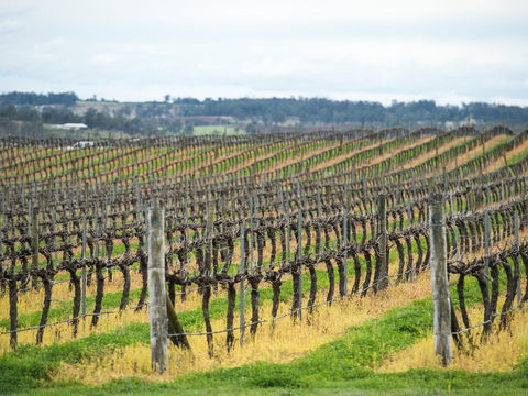 Clovely Estate Vineyard Cellar Door - Tourism Cairns 2