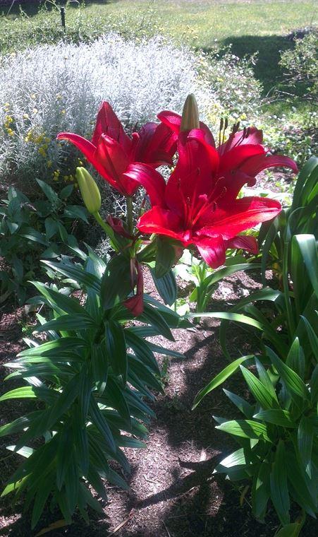 Bluebush Cafe - Tourism Cairns 10