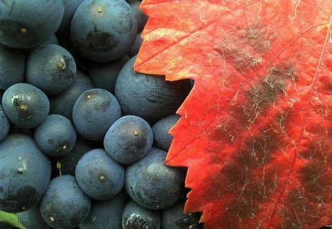 Zorbas Pizza - Tourism Cairns 1