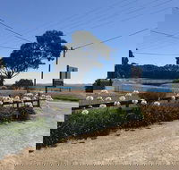 Penguin  Pardalote Coffee House - Tourism Cairns