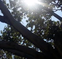 The Season Tree - Tourism Cairns