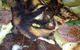 Lucky Lucianos Italian Gold Coast - thumb 4