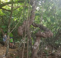 Foxy's Bar - Tourism Cairns