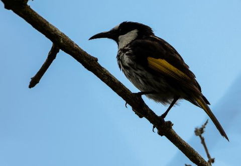 Ivy Cottage - Tourism Cairns 0