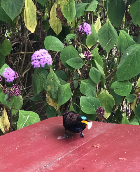 Ivy Cottage - Tourism Cairns 4