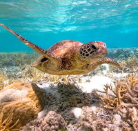 Heron Island Resort - Tourism Cairns