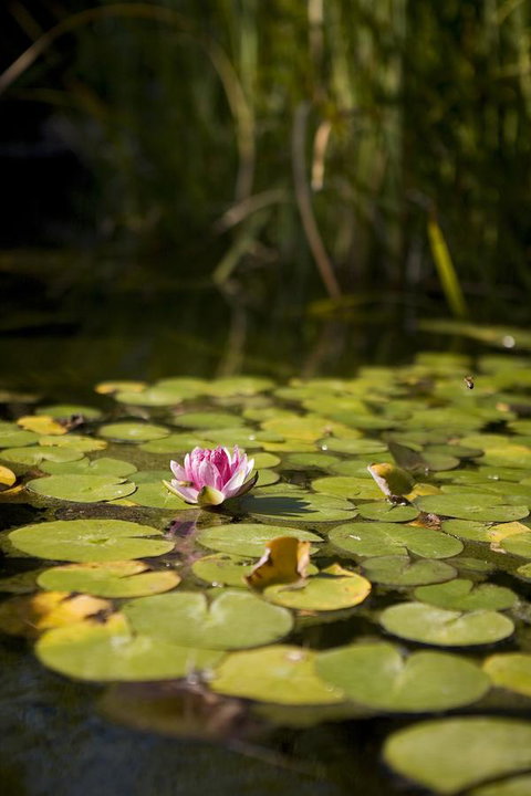 University House - ANU - Tourism Cairns 35