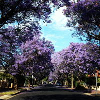 Book Wayville Accommodation Vacations Tourism Cairns Tourism Cairns