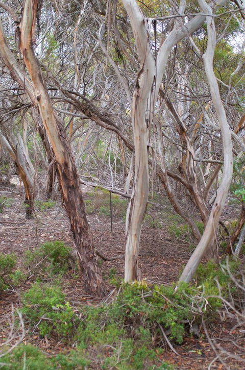 Kestrel Downs - Tourism Cairns 19