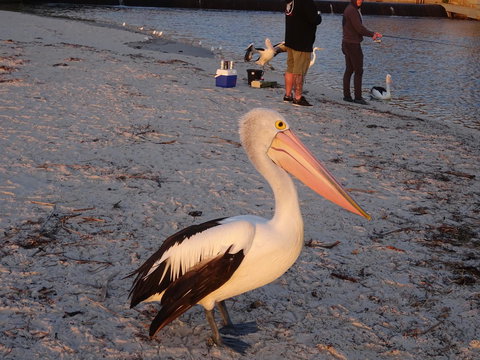 Selene Holiday Apartment @West Beach - Tourism Cairns 3