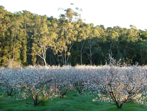 Taralee Orchards - Tourism Cairns 5