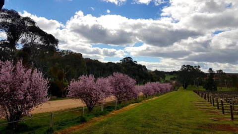 D2 At Watervale - Tourism Cairns 22