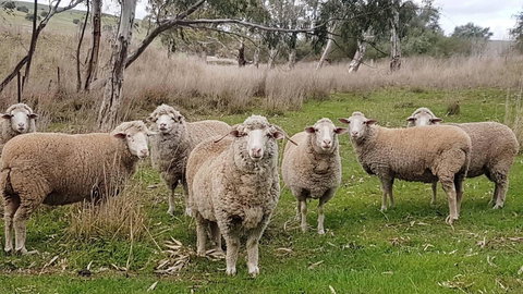 D2 At Watervale - Tourism Cairns 24