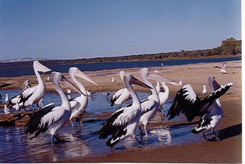 Unit 42 Kalbarri Beach Resort - Tourism Cairns 17