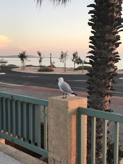 Shark Bay Seafront Apartments - Tourism Cairns 0