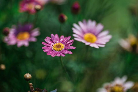 The Floating Forest - Tourism Cairns 29