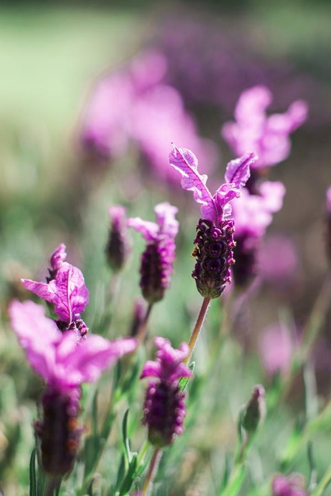 The Floating Forest - Tourism Cairns 31