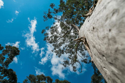 The Floating Forest - Tourism Cairns 36