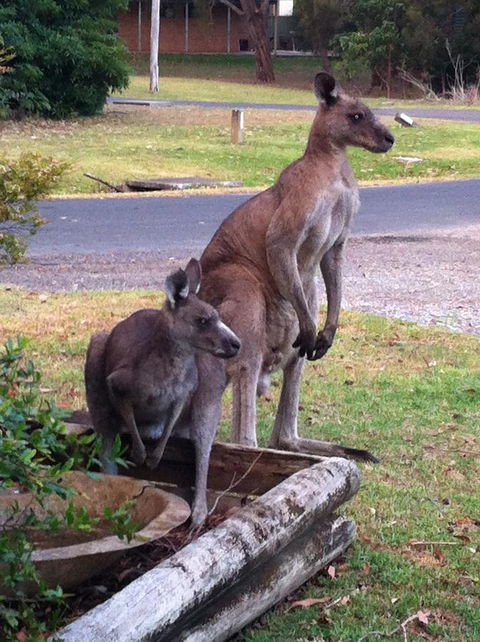 Jetz Bungalow - Tourism Cairns 13
