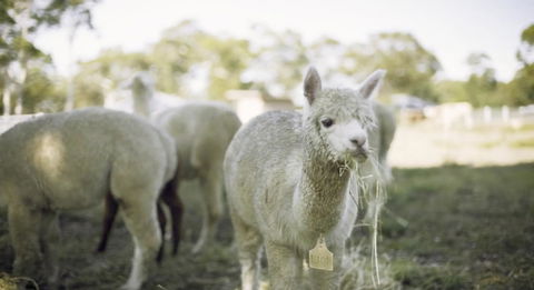 The Woods Farm Jervis Bay - Tourism Cairns 12