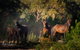 Pound Creek Gallery - thumb 18