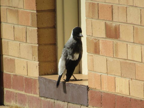 Allonville Gardens Motel - Tourism Cairns 34