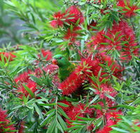 Bottlebrush B  B - Tourism Cairns