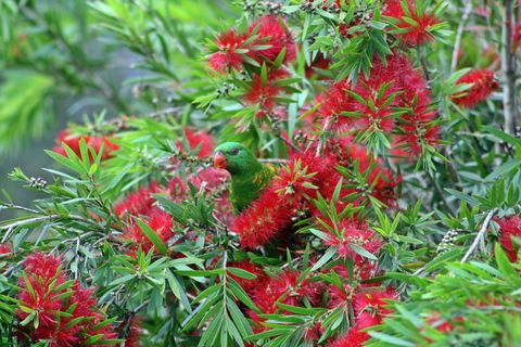 Bottlebrush B & B - Tourism Cairns 0
