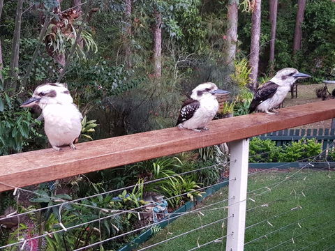Buderim Forest Hideaway - Tourism Cairns 1
