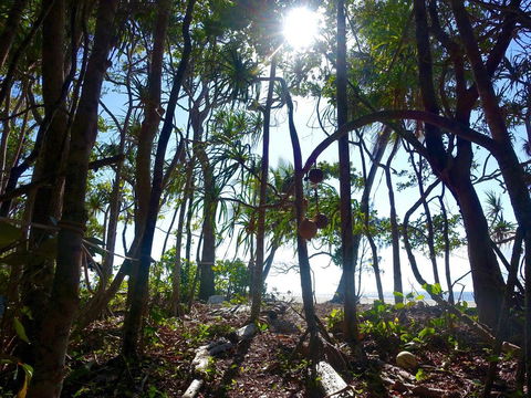 Coconut Beach House - Tourism Cairns 2