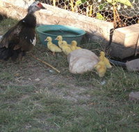 Corella Creek Country Farm Stay - Tourism Cairns