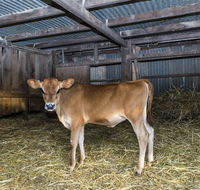 Dairyman's Cottage - Tourism Cairns