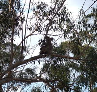 Escape to the Country - Enjoy the firepit or explore magical Bunya Mountains - Tourism Cairns