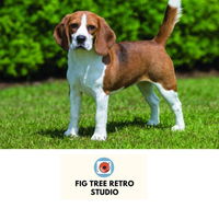 Fig Tree Retro Studio - Tourism Cairns