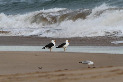 GALWAY COTTAGE - Tourism Cairns 1